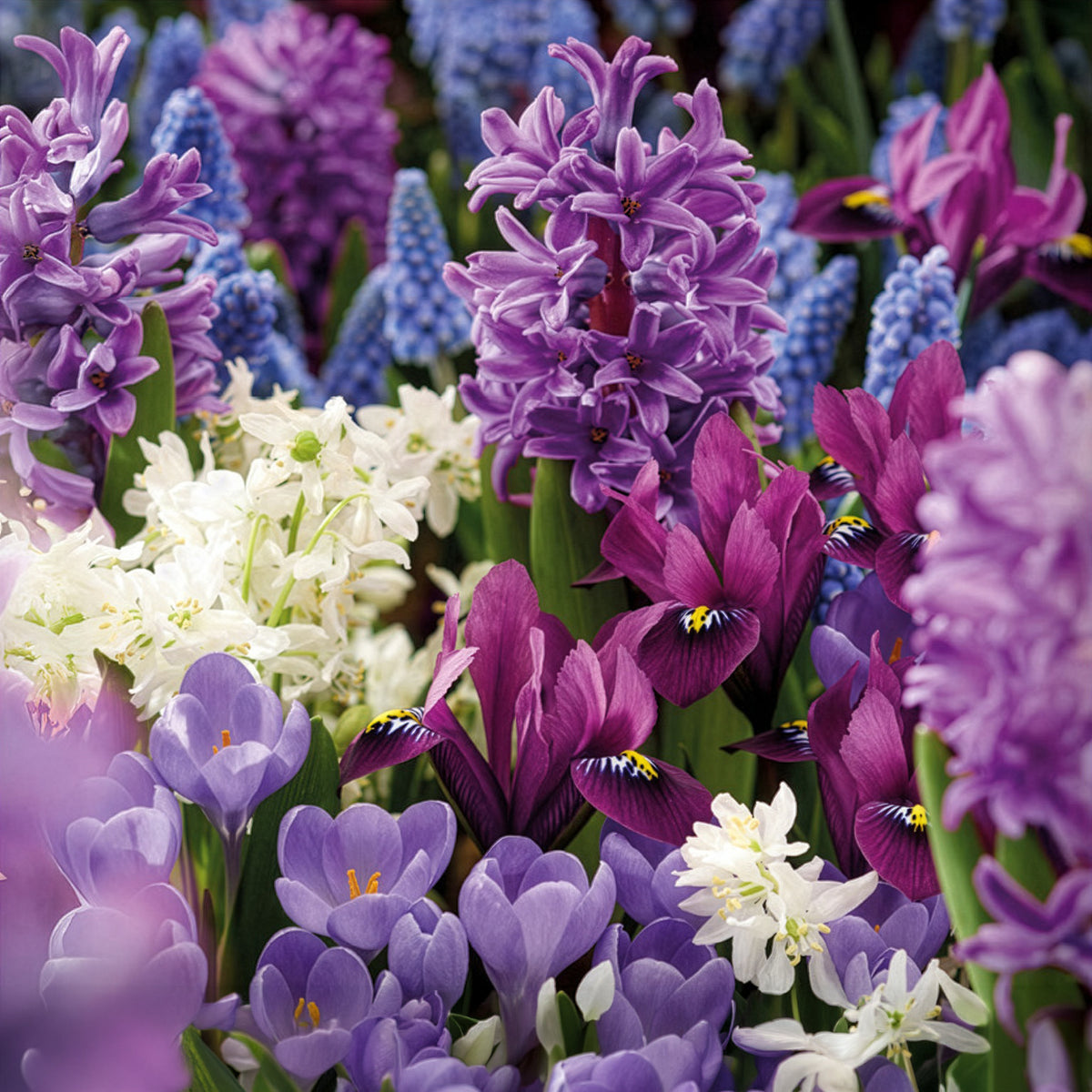 50 bollen bijvriendelijke bloemen paars/wit - Willemse