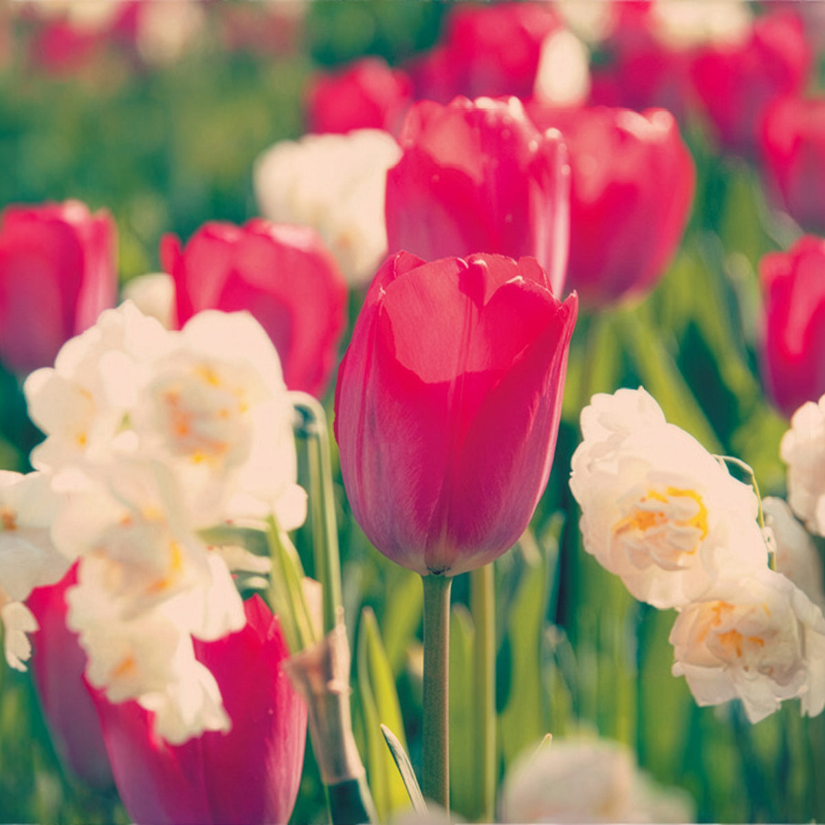 Tulp Van Eijk & narcis Bridal Crown - Willemse