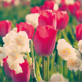 Tulp Van Eijk & narcis Bridal Crown - Willemse