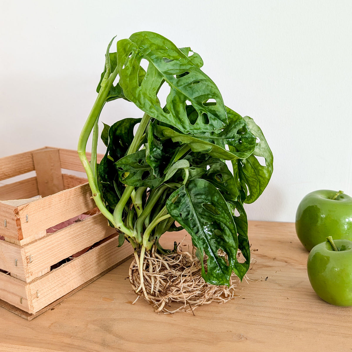 Monstera / - Willemse