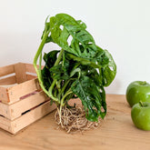 Monstera / - Willemse