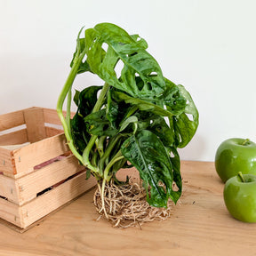 Monstera / - Willemse