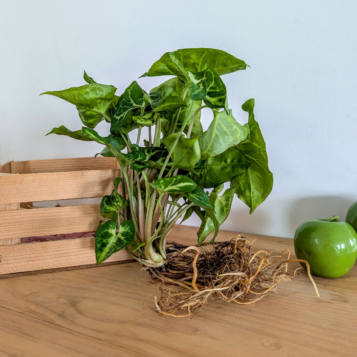 Syngonium / - Willemse