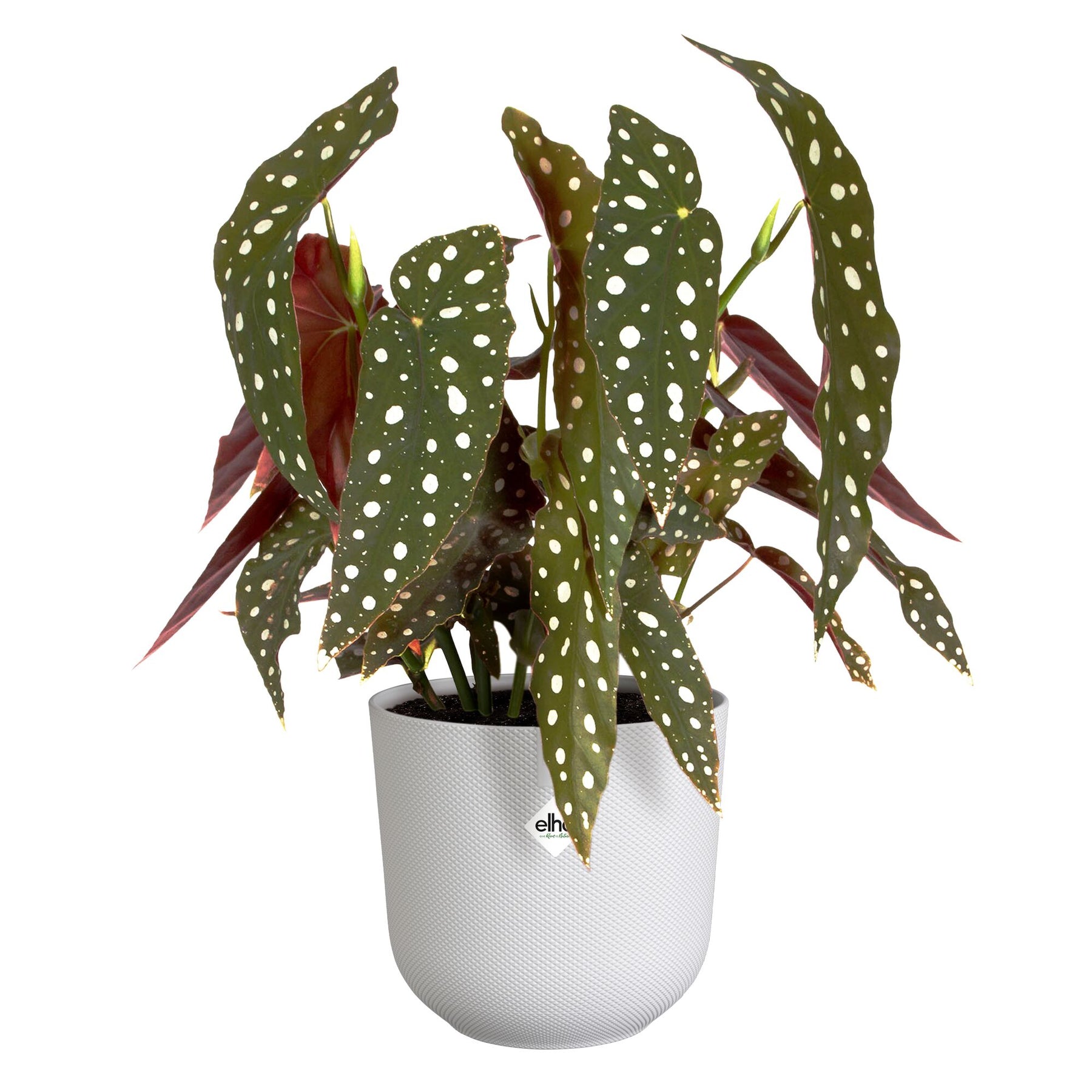 Verkoop Elho Bloempot Jazz rond zijdewit