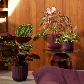 Elho Bloempot The Winery collection Bordeaux rood