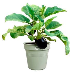 Kweekpot Green Basics Steengroen -  - Willemse