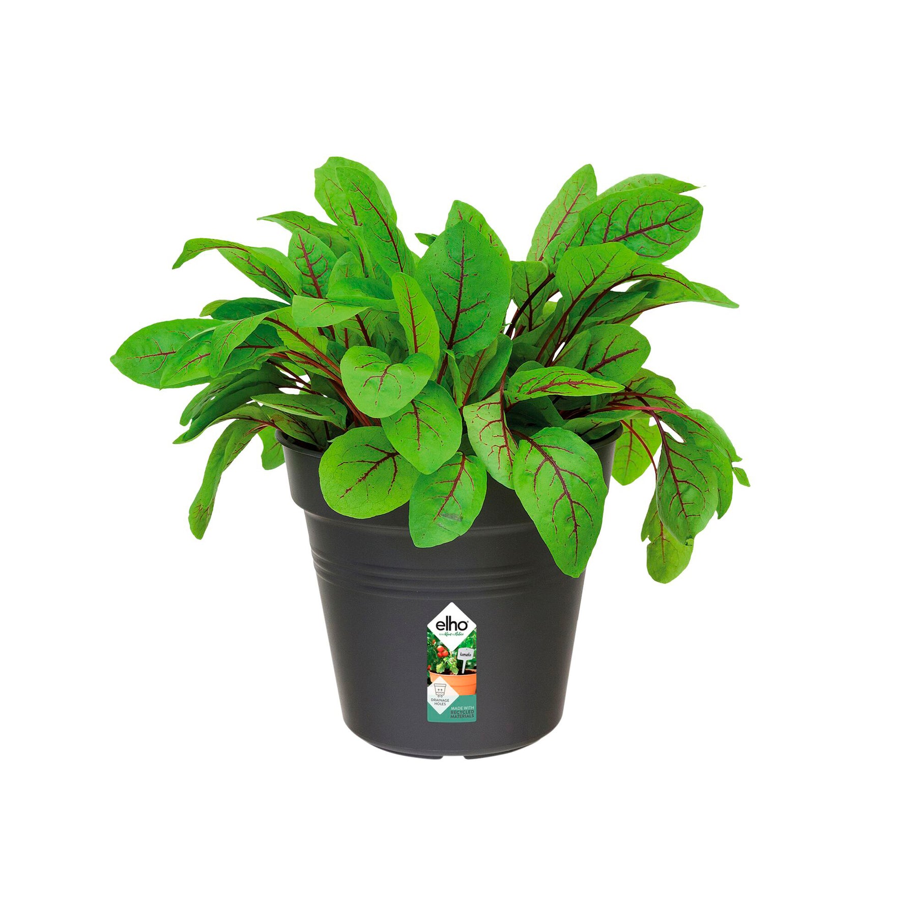 Kweekpot Green Basics Living Black -  - Willemse