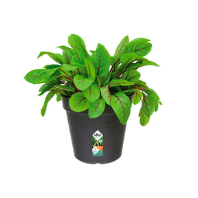 Kweekpot Green Basics Living Black -  - Willemse