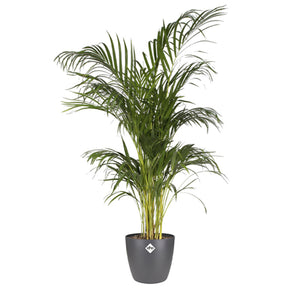 Elho Bloempot Brussels rond -  antraciet