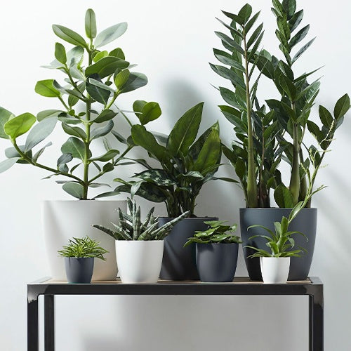 Onderhoud en Materiaal  - Elho Bloempot Brussels rond -  antraciet - 