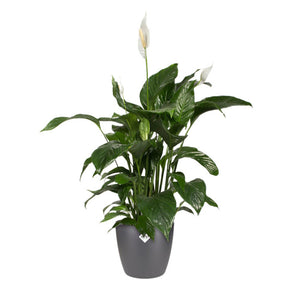 Elho Bloempot Brussels rond -  antraciet