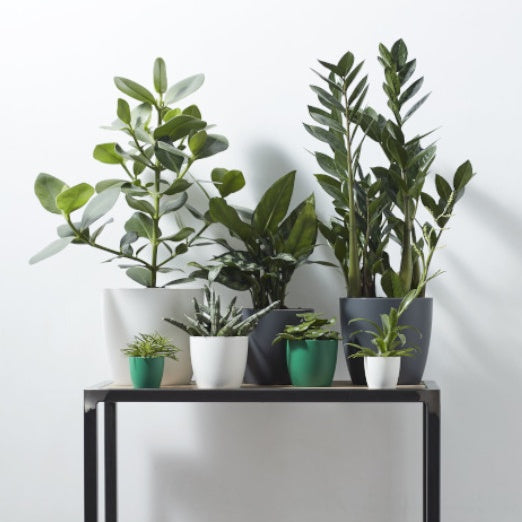 Elho Bloempot Brussels rond -  antraciet