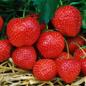 Aardbei plant 'Elsanta' - Willemse