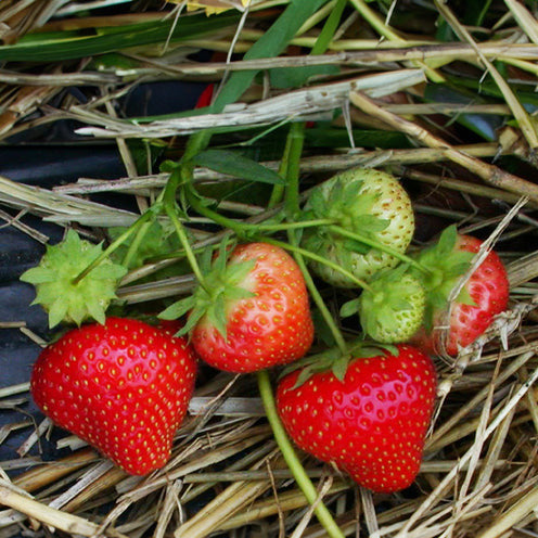 Aardbei plant 'Sonata' - Fragaria x ananassa Sonata - Willemse