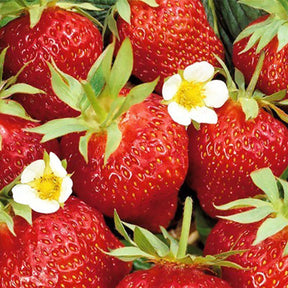 Aardbei plant 'Ostara' - Willemse