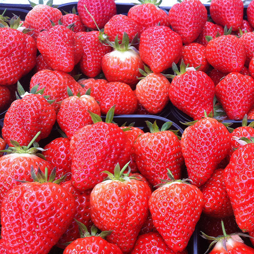 Aardbei plant 'Lambada' - Willemse