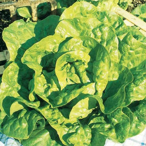 Verkoop collectie van zaden voor de moestuin - 