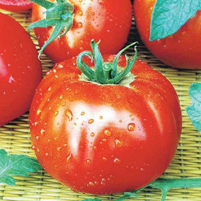 Verkoop collectie van zaden voor de moestuin