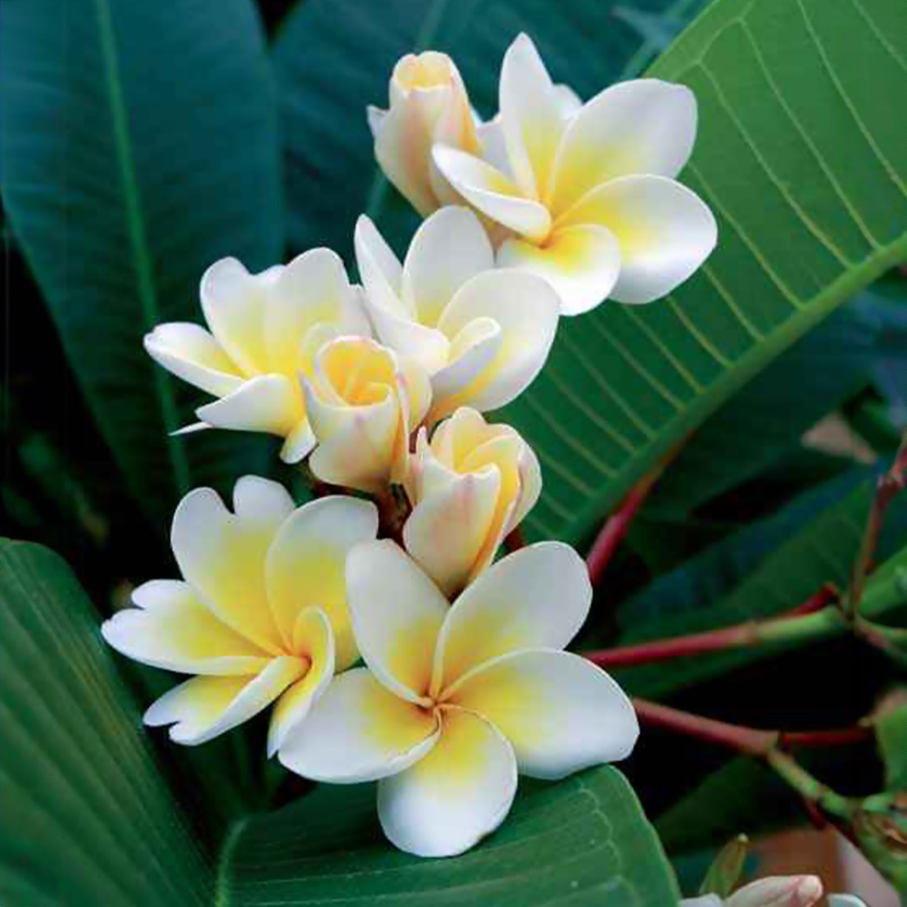 Tempelboom - Plumeria - Frangipani - Plumeria alba