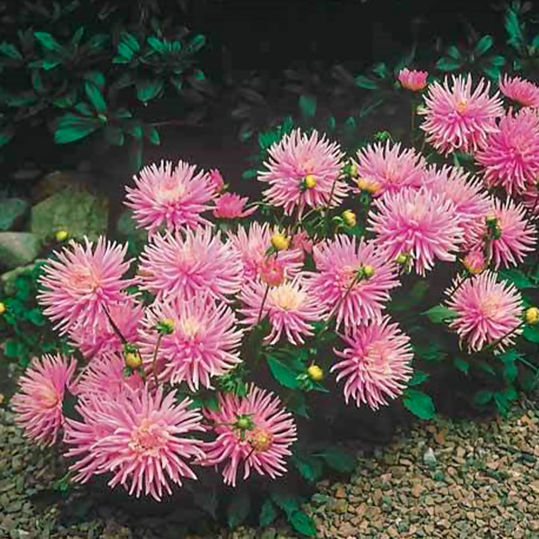 Dahlia  - Dahlia 'Park Princess' (x3) - Dahlia Park Princess