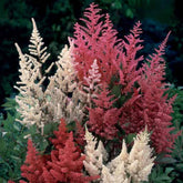 2 Astilbe - Mix 'Magic' - Willemse