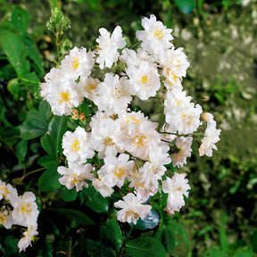 Rosa x wichuraiana Petite Duchesse , Immensee - Rozen Mix 'Petite Duchesse' + 'Immensee' (x2) - Klimrozen