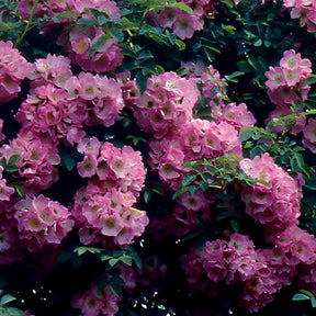 Rozen Mix 'Petite Duchesse' + 'Immensee' (x2) - Rosa x wichuraiana Petite Duchesse , Immensee - Willemse