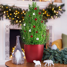 Rozemarijn 'Christmas Tree' - Willemse