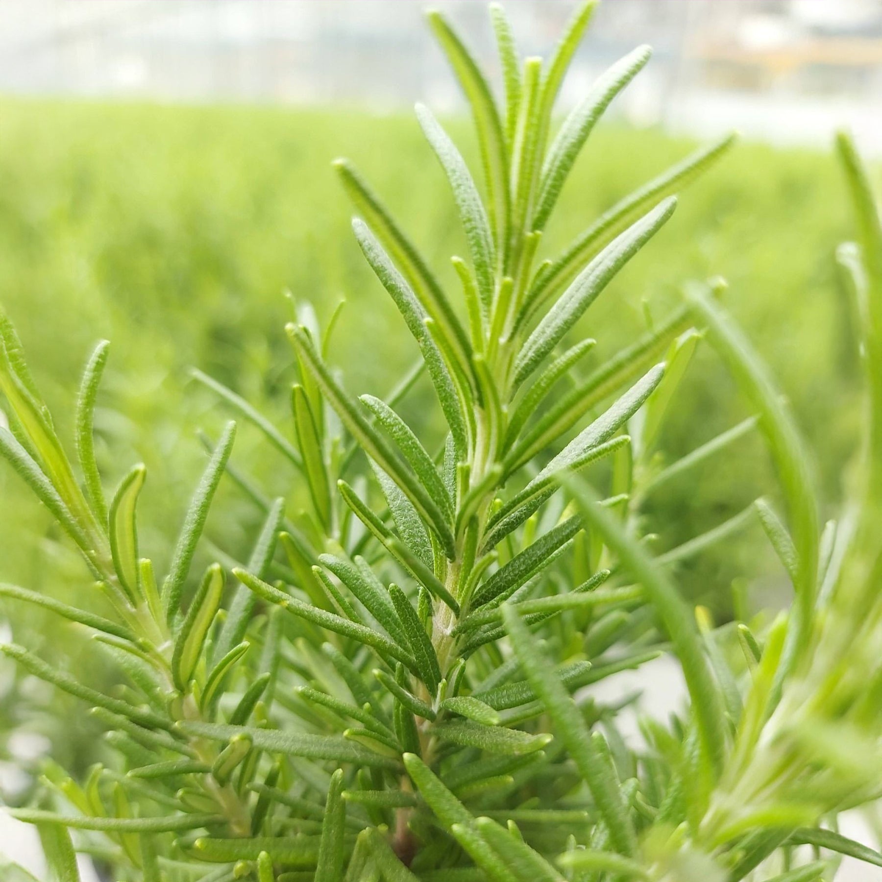 Rozemarijn 'Christmas Tree' - Rosmarinus officinalis Christmas Tree - Willemse