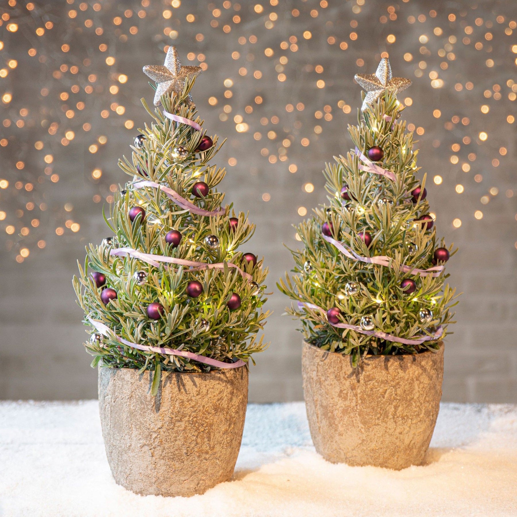 Lavendel 'Christmas Tree' - Willemse