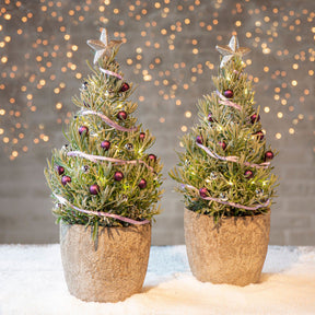 Lavendel 'Christmas Tree' - Willemse