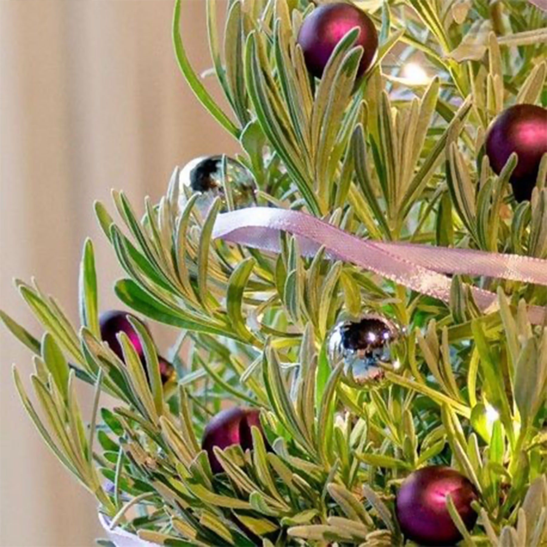 Lavendel 'Christmas Tree' - Lavandula angustifolia Christmas Tree - Willemse