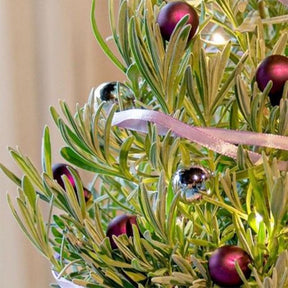 Lavendel 'Christmas Tree' - Lavandula angustifolia Christmas Tree - Willemse