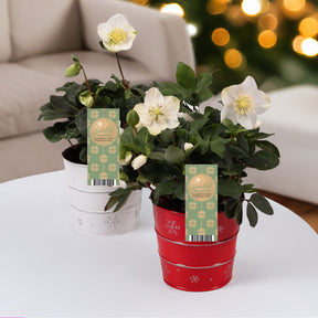 Kerstroos 'Christmas Carol' en met kerstpot - Willemse