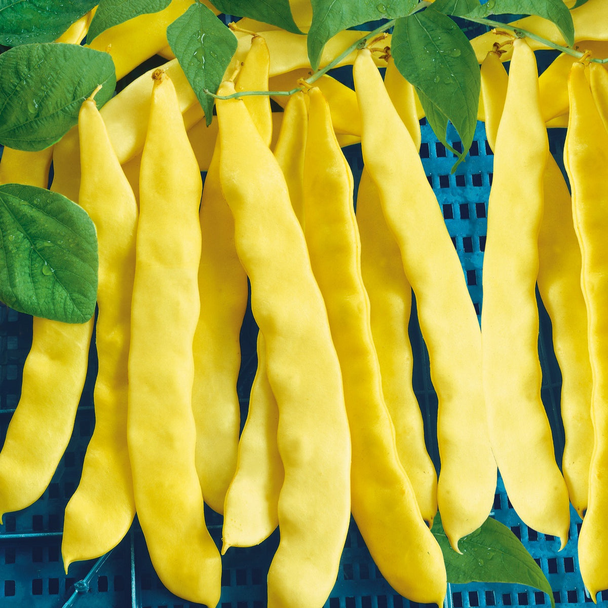 Sperzieboon met groene peulen Anita - Willemse