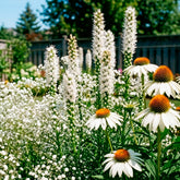 Vaste planten Mix Wit - Gyspsophila, Liatris, Echinacea - Willemse