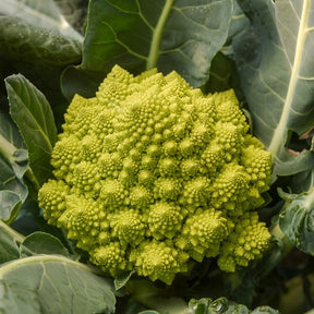 Romanesco - Willemse
