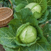 Kool 'Naintes Hâtif'