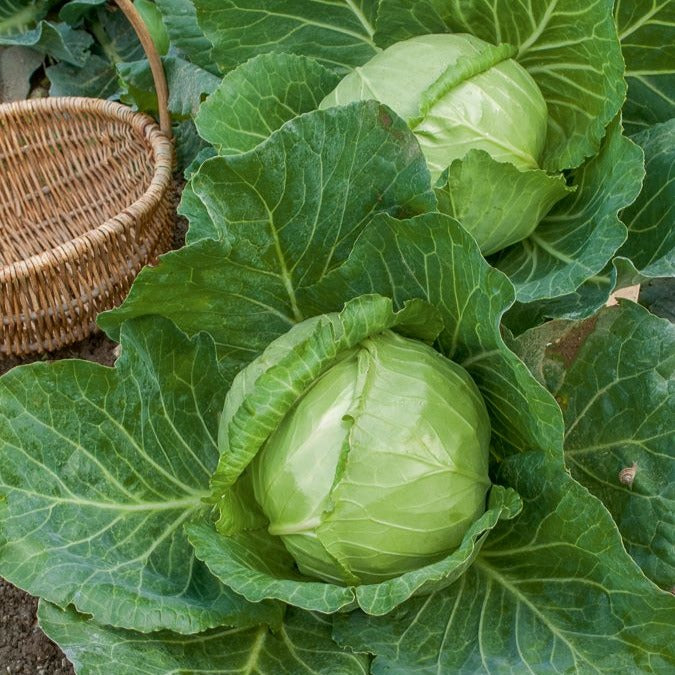 Kool 'Naintes Hâtif'