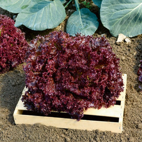 Krulsla 'Lollo Rosso' - Willemse