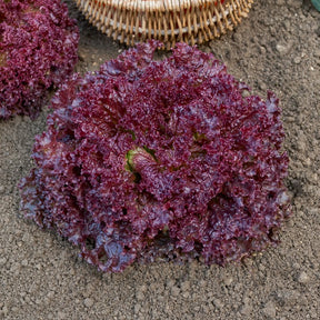 Krulsla 'Lollo Rosso' - Lactuca sativa lollo rossa - Willemse