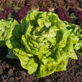 Kropsla 'May Queen' - Lactuca sativa Reine de Mai - Willemse