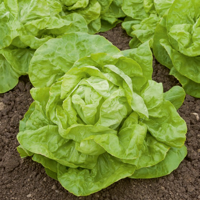 Kropsla 'Val d'Orange'