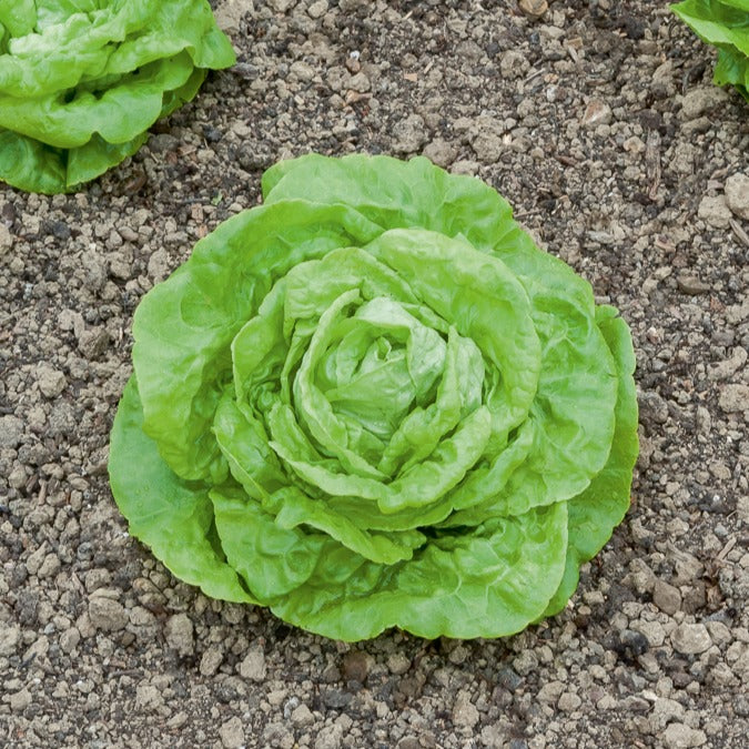 Minisla 'Gotte Jaune D'Or' - Lactuca sativa gotte jaune d'or - Willemse