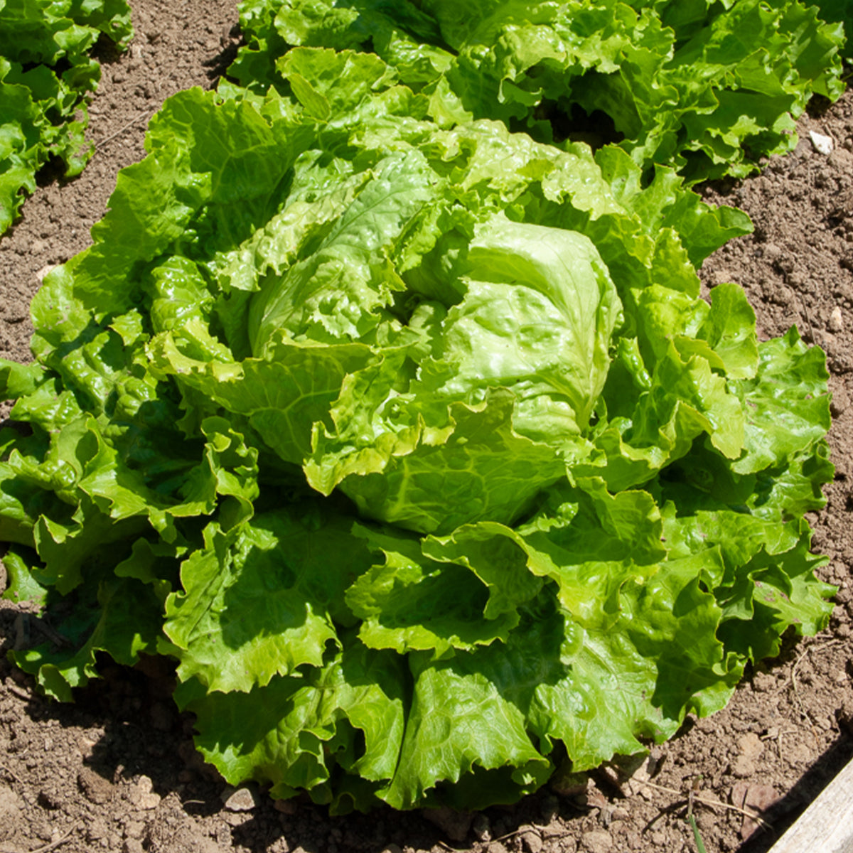Batavia sla 'Dorée de Printemps' - Lactuca sativa capitata dorée de printemps (4 g) - Willemse