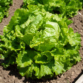 Batavia sla 'Dorée de Printemps' - Lactuca sativa capitata dorée de printemps (4 g) - Willemse