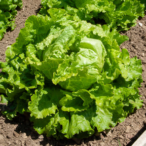 Batavia sla 'Dorée de Printemps' - Lactuca sativa capitata dorée de printemps (4 g) - Willemse