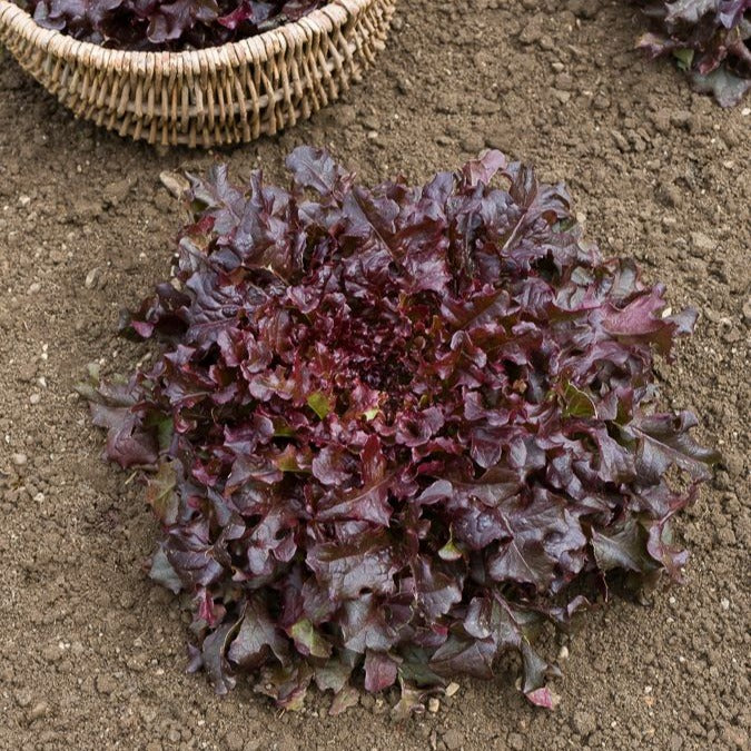 Eikenbladsla 'Red Salad Bowl'
