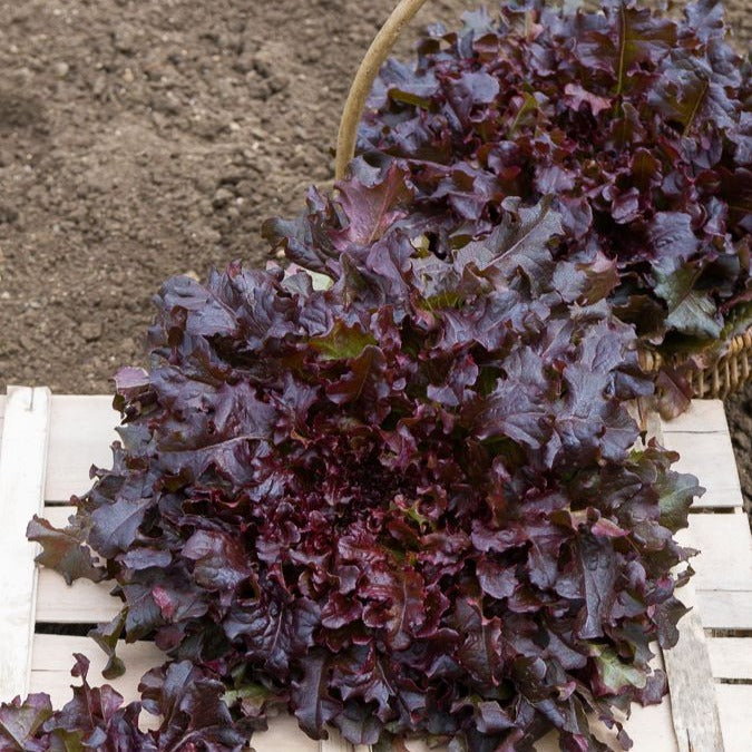 Eikenbladsla 'Red Salad Bowl'