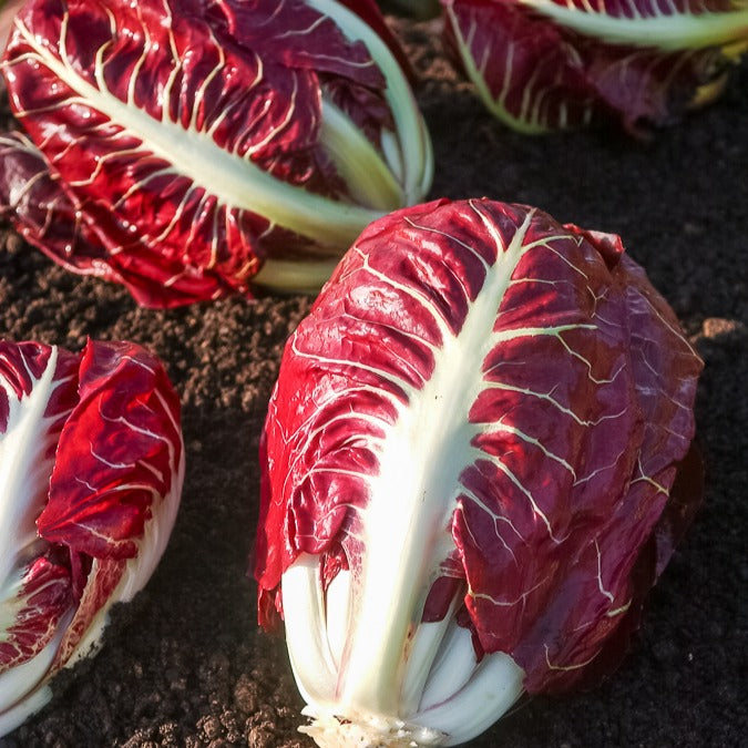 Wilde cichorei 'Rouge de Vérone'